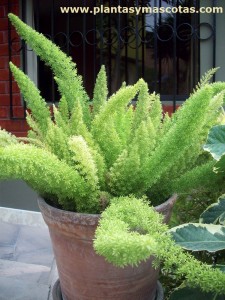 Esparraguera Cola de Zorro (Asparagus densiflorus 'Myersii')