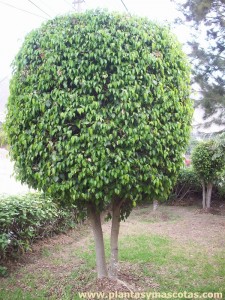 Ficus benjamina