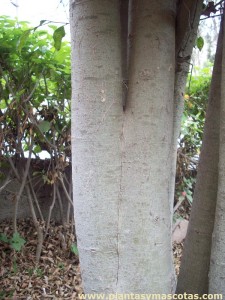 Ficus benjamina - Troncos soldados