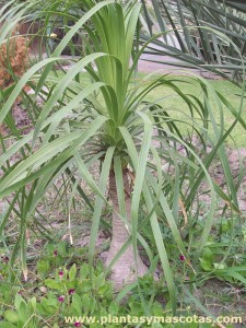 Palma Ponytail (Beaucarnea recurvata)