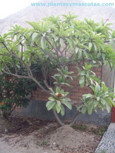 Frangipani (Plumeria rubra)