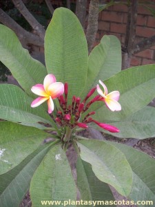 Flor - Frangipani (Plumeria rubra)