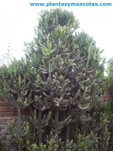Planta candelabro (Euphorbia lactea)