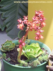 Echeveria pallida