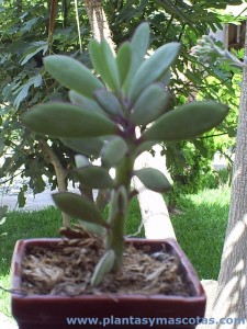 Senecio crassissimus