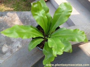 Helecho nido de ave (Asplenium nidus)