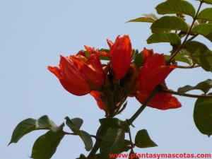 Tulipán africano (Spathodea campanulata) - Flores