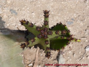 Euforbia candelabro (Euphorbia candelabrum) - 5 puntas