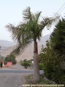 Palmera real (Roystonea regia)