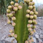 Euforbia candelabro (Euphorbia candelabrum) - Flores