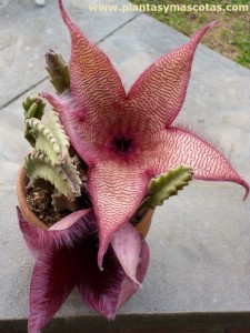 Stapelia grandiflora