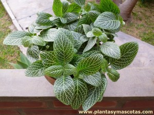 Fitonia (Fittonia verschaffeltii)