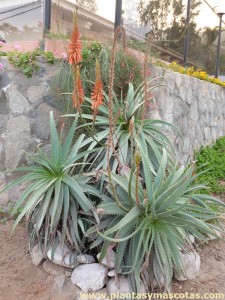 Planta pulpo (Aloe arborescens)