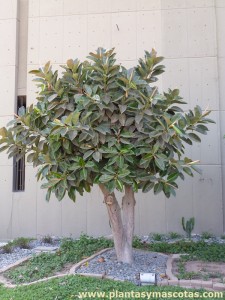 Árbol del caucho (Ficus elastica)