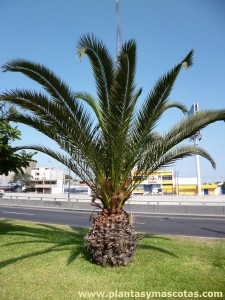 Palma Canaria o Palmera Canaria (Phoenix canariensis)