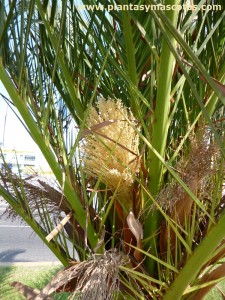 Palma Canaria o Palmera Canaria (Phoenix canariensis)