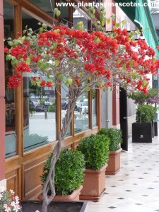 Buganvilla (Bougainvillea spp)