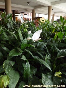 Espatifilo (Spathiphyllum wallisii)