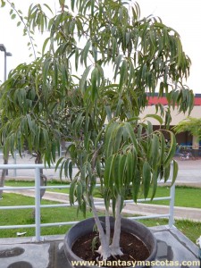 Ficus Ali (Ficus binnendijkii 'Alii')