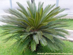 Cica o Sagú (Cycas revoluta)