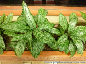 Aglaonema (Aglaonema commutatum)