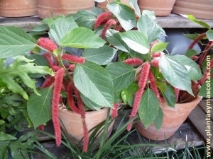 Cola de zorro (Acalypha hispida)