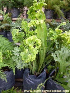 Helecho Cristal (Polypodium polycarpon)