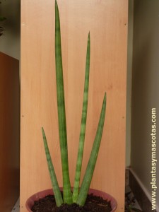 Lanza de África (Sansevieria cylindrica)