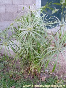 Planta Paraguas (Cyperus alternifolius)