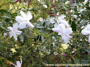 Jazmín blanco (Jasminum officinale)