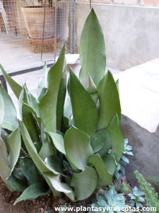 Sansevieria trifasciata "Moonshine"