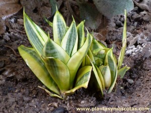 Sansevieria trifascita "Golden Hahnii"