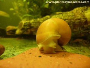 Caracol manzana (Pomacea bridgesii)