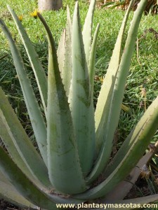 Sábila (Aloe vera)