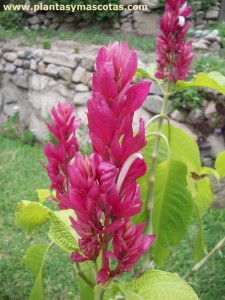 Flor de Manto rojo (Megaskepasma erythrochlamys)