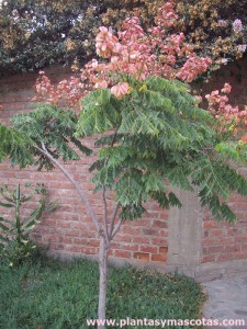 Árbol de los farolillos (Koelreuteria bipinnata)