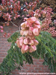 Árbol de los farolillos (Koelreuteria bipinnata) - Fruto