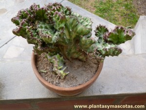 Planta crestada, Planta candelabro crestada (Euphorbia lactea "cristata")