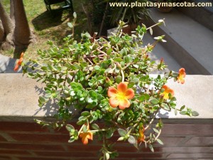 Portulaca umbraticola