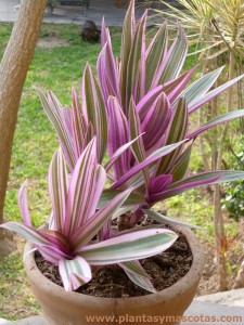 Roeo Rosado (Rhoeo discolor variegata)