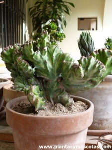 Euphorbia cristata (Euphorbia lactea "cristata")