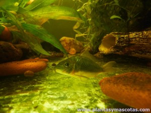 Corydora bronceada (Corydora aenus)