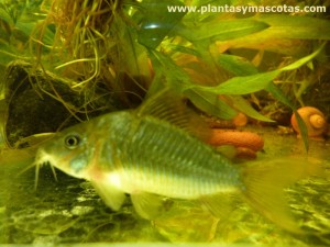 Corydora bronceada (Corydora aenus)