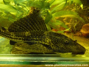 Pleco (Hypostomus plecostomus)