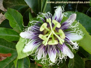 Flor del Maracuyá (Passiflora edulis)
