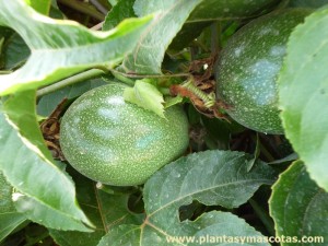 Frutos del Maracuyá (Passiflora edulis)
