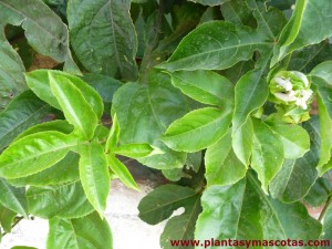 Hojas del Maracuyá (Passiflora edulis)