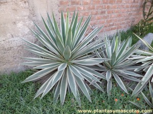 Agave angustifolia "Marginata"