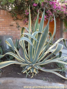 Agave amarillo, Pita, Pitera (Agave americana "marginata")