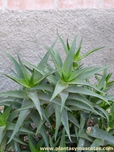 Aloe ciliaris